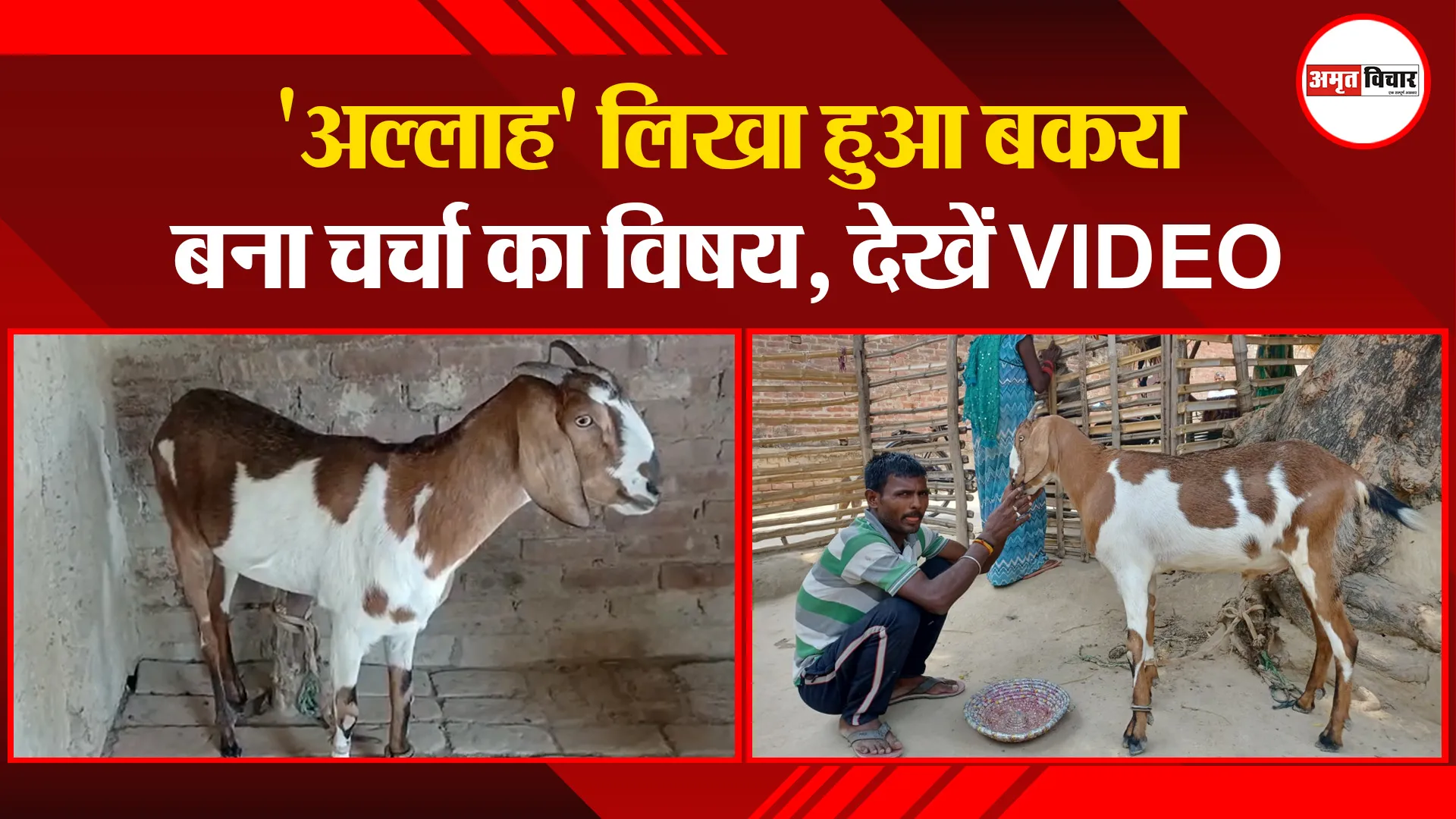 उन्नाव: ‘अल्लाह’ लिखा हुआ बकरा बना चर्चा का विषय, देखें VIDEO