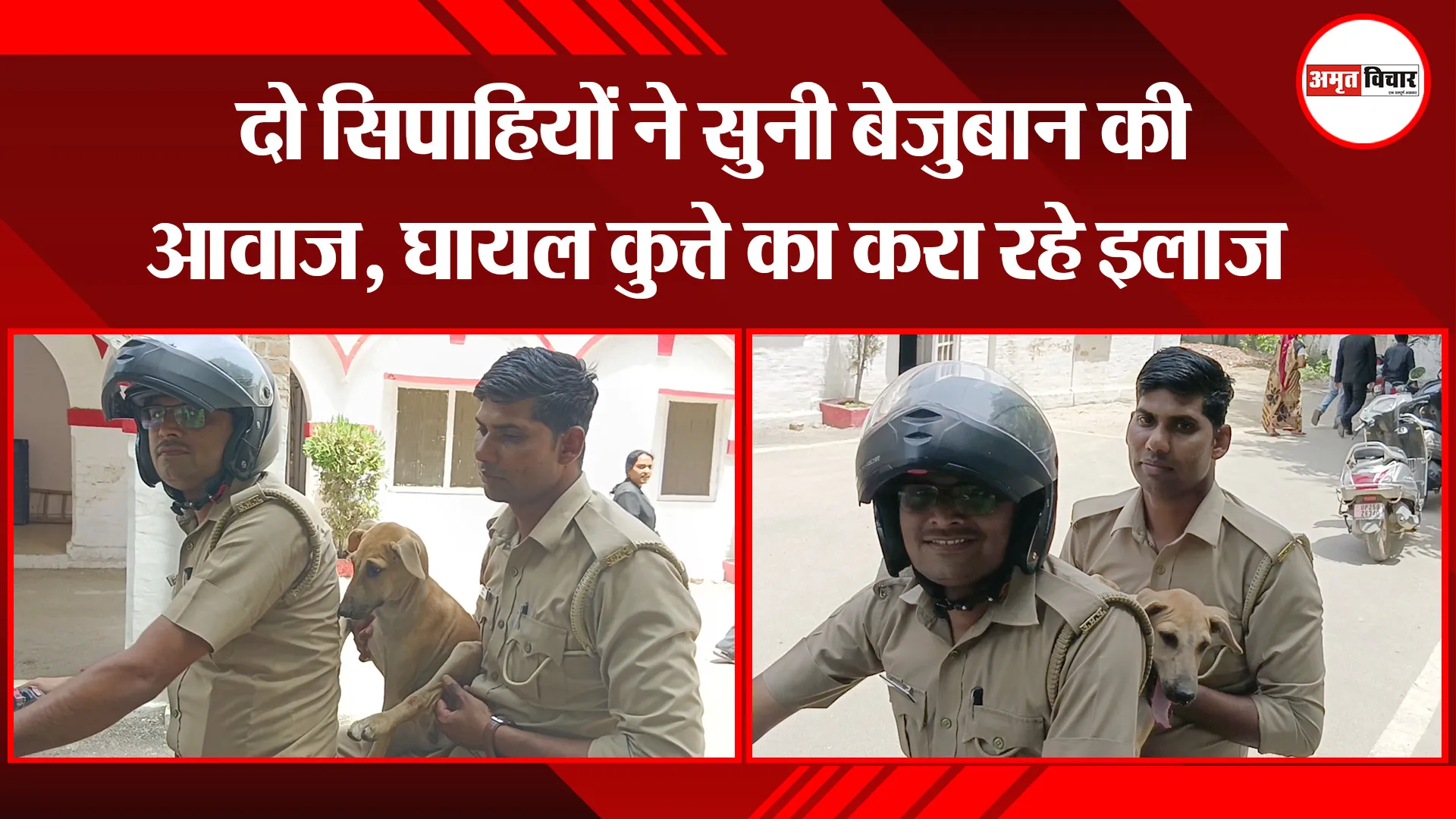 बरेली: दो सिपाहियों ने सुनी बेजुबान की आवाज, घायल कुत्ते का करा रहे इलाज