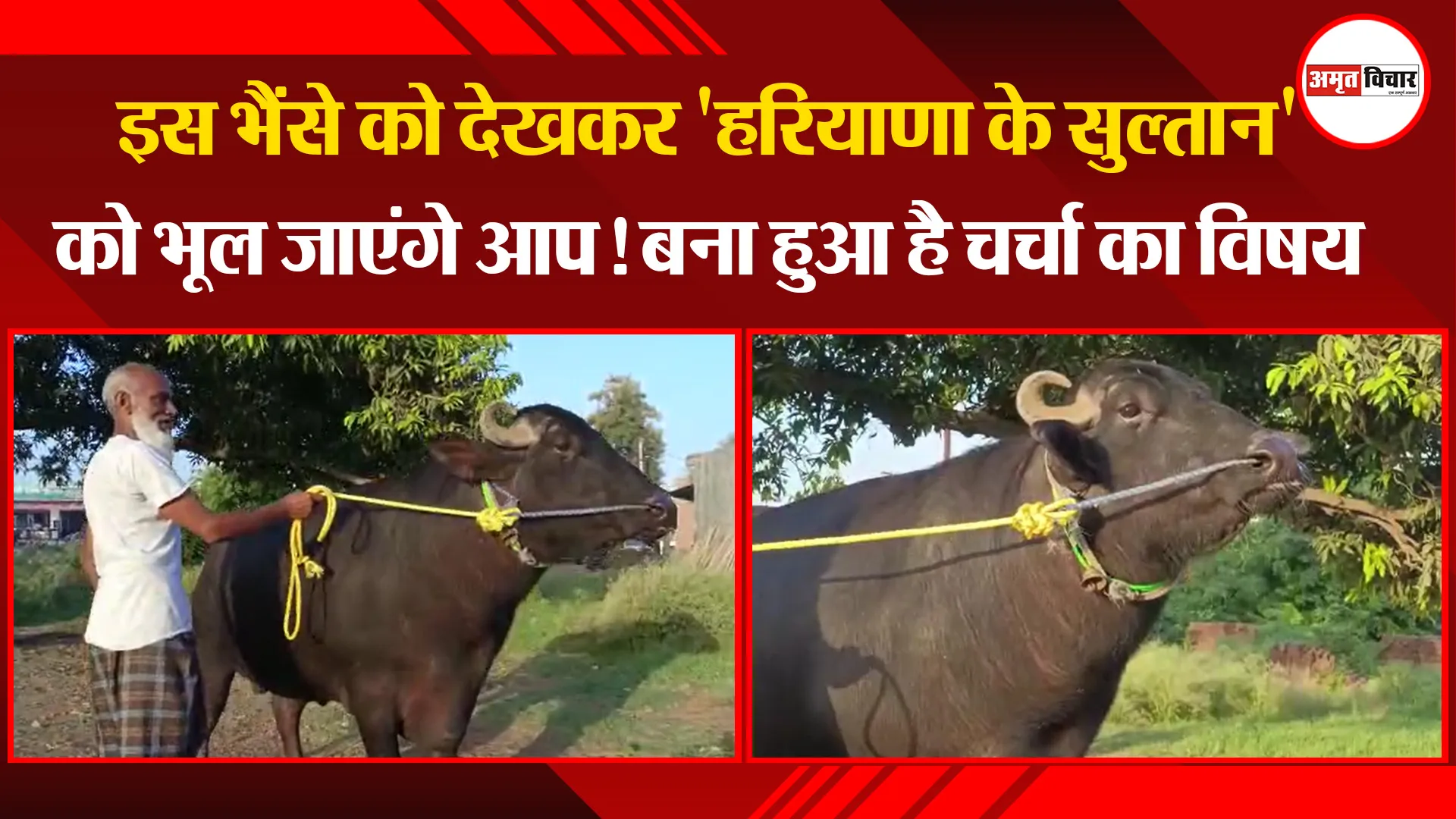 मुरादाबाद: इस भैंसे को देखकर ‘हरियाणा के सुल्तान’ को भूल जाएंगे आप! बना हुआ है चर्चा का विषय