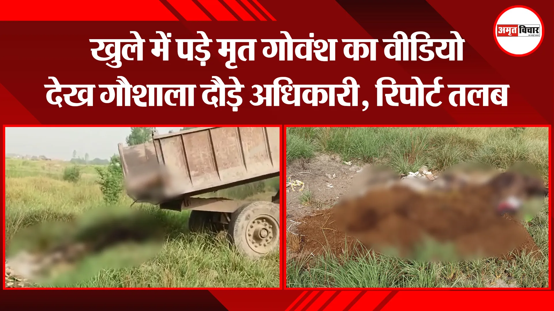 बरेली: खुले में पड़े मृत गोवंश का वीडियो देख गौशाला दौड़े अधिकारी, रिपोर्ट तलब