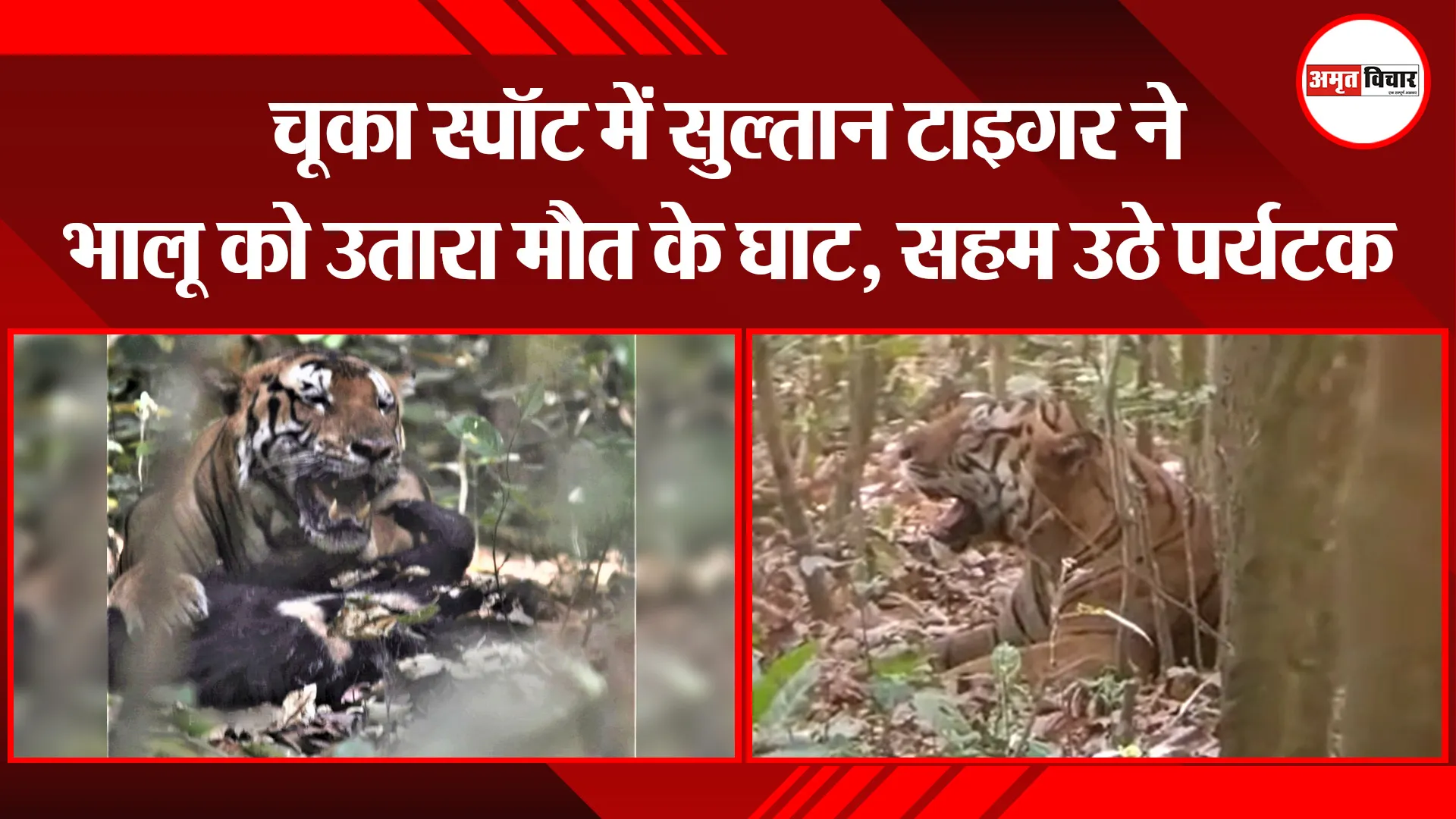 पीलीभीत: चूका स्पॉट में सुल्तान टाइगर ने भालू को उतारा मौत के घाट, सहम उठे पर्यटक