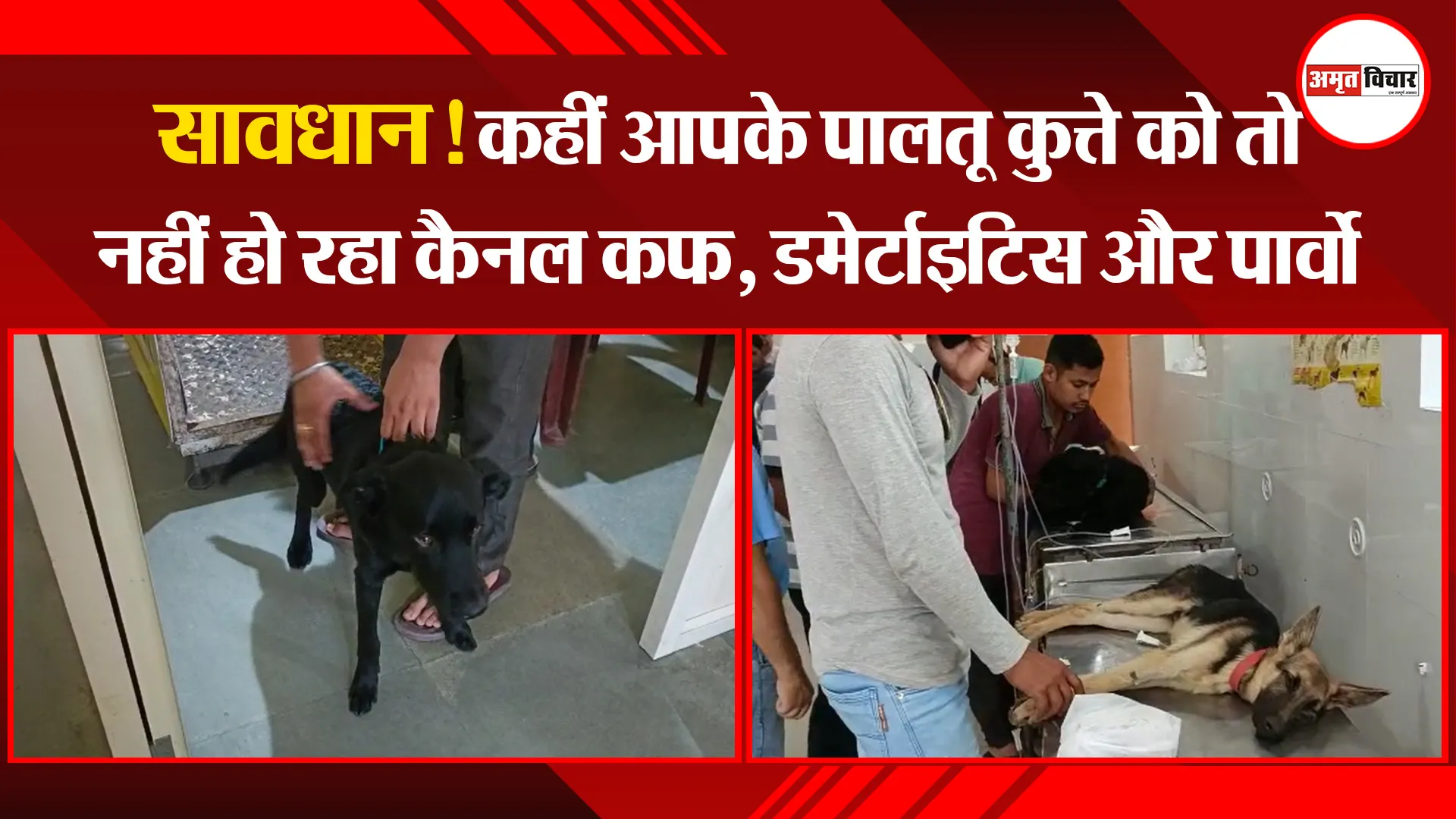 हल्द्वानी: सावधान! कहीं आपके पालतू कुत्ते को तो नहीं हो रहा कैनल कफ, डर्मेटाइटिस और पार्वो