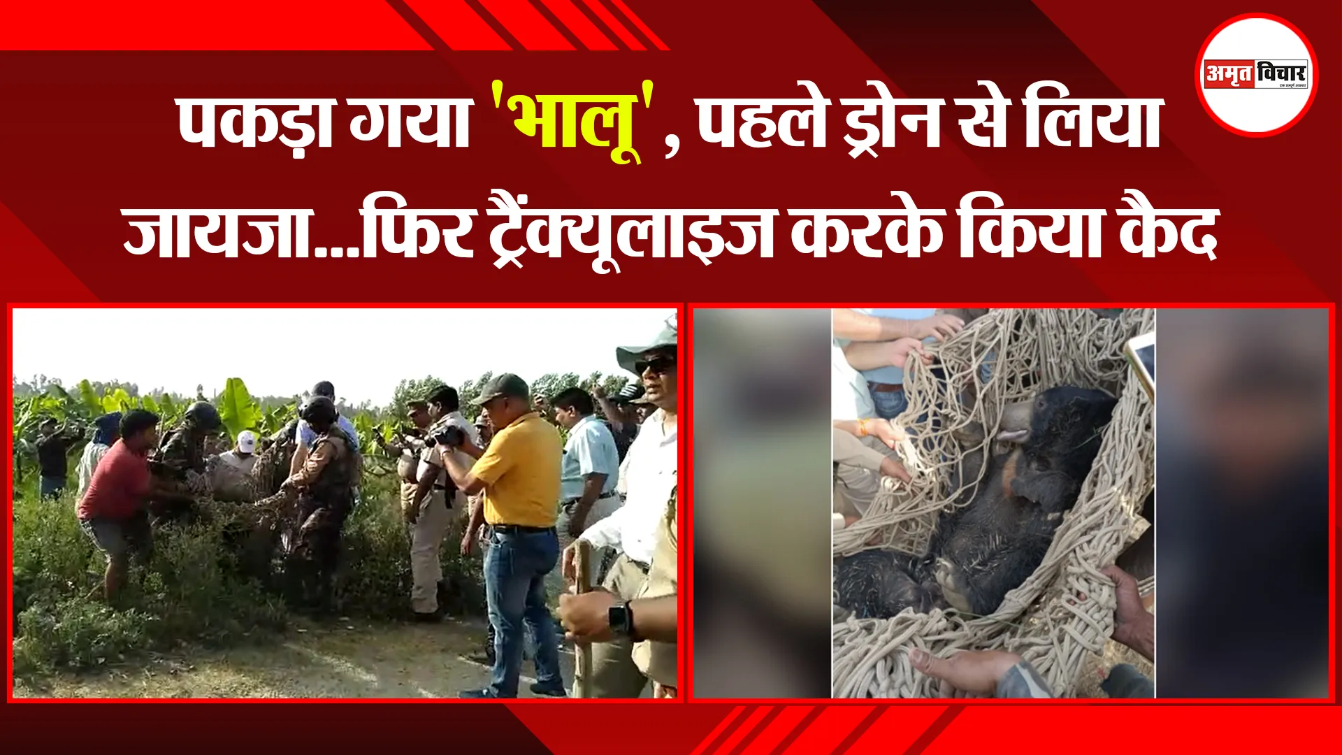 बरेली: पकड़ा गया ‘भालू’, पहले ड्रोन से लिया जायजा…फिर ट्रैंक्यूलाइज करके किया कैद
