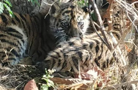 रुद्रपुर: पत्थरचट्टा सैनिक फार्म में बाघिन और दो शावक दिखने पर वन विभाग अलर्ट