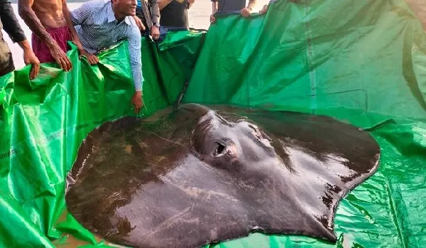 कंबोडिया की मेकांग नदी में मिली दुनिया की सबसे बड़ी मीठे पानी की मछली