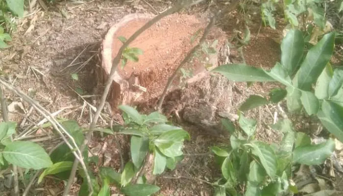 अयोध्या: सरकारी भूमि से शीशम के पेड़ काट ठेकेदारों ने किया पार, मामले को रफा-दफा करने में जुटे वनकर्मी