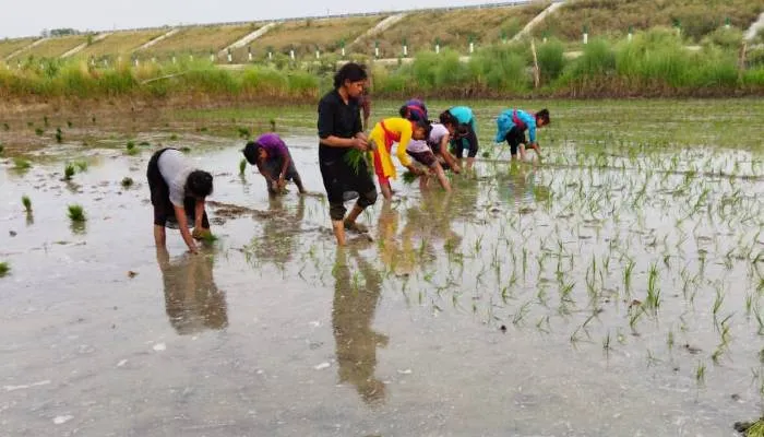 बाराबंकी: शुरू हुई अगेती धान की रोपाई, जुलाई का पहला पखवारा होता है सबसे अनुकूल