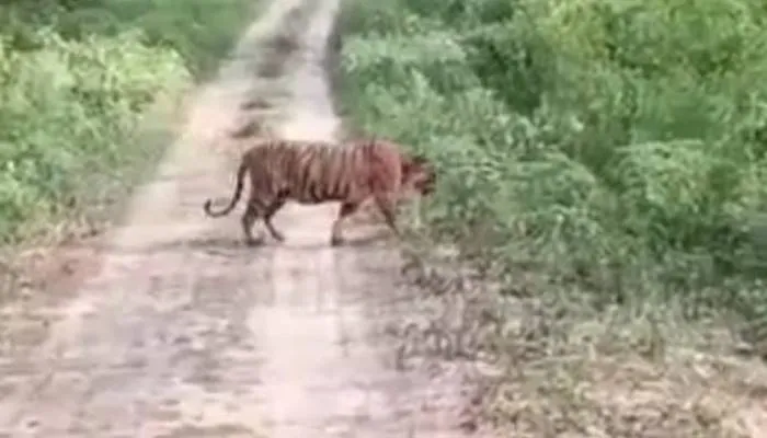 बहराइच: बंधा रोड पर बाघ को देखकर सैलानी हुए रोमांचित, कैमरे में कैद की तस्वीर
