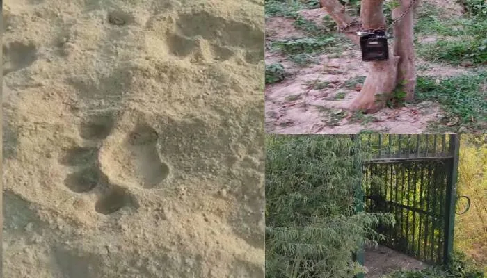 कानपुर: घरों में कैद हुए 15 गांव के लोग, पटाखे फोड़कर तेंदुए को दूर भगाने का प्रयास कर रहे ग्रामीण