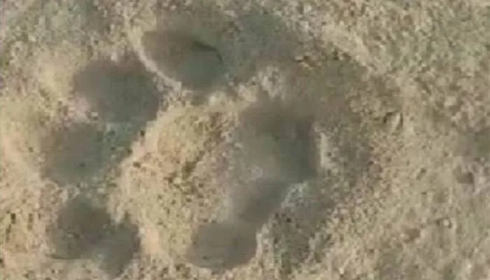 कानपुर: तेंदुए की तलाश में भटक रही वन विभाग की टीम, बछड़े के बाद सुअर का किया शिकार, इलाके में दहशत