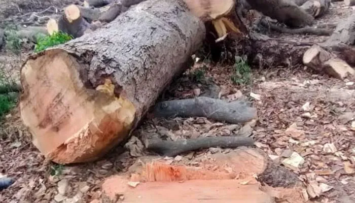 बाराबंकी: रात के अंधेरे में काट रहे थे पेड़, ग्रामीणों की शिकायत पर पहुंची पुलिस ने दर्ज किया मुकदमा