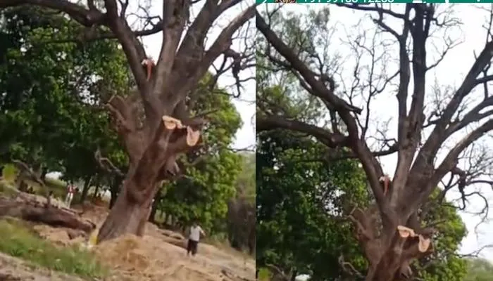 फतेहपुर: अवैध कटान जारी, एसडीएम ने राजस्व टीम को दिये जांच के निर्देश