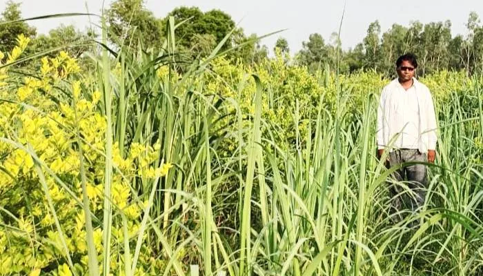 सीतापुर: अनुराग सहफसली से उगा रहे उन्नति की पौध, परंपरागत खेती से हटकर अलग बनाई पहचान