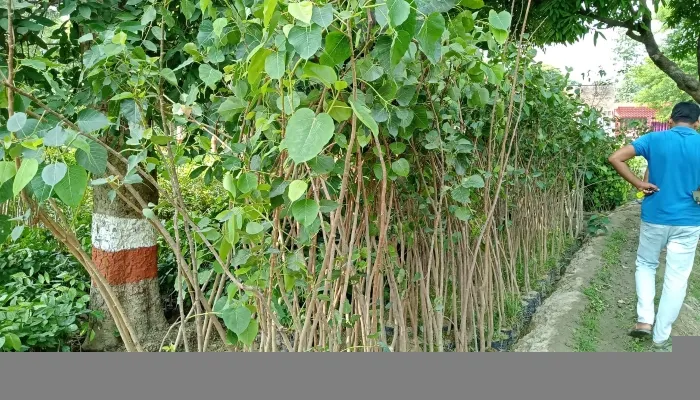 अयोध्या: विश्व पर्यावरण दिवस के अवसर पर पीपल, बरगद व पाकड़ के लगाए जाएंगे पौधे