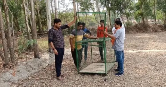 अयोध्या: तेंदुए ने कई बकरियों को बनाया निवाला, वीडियो हुआ वायरल