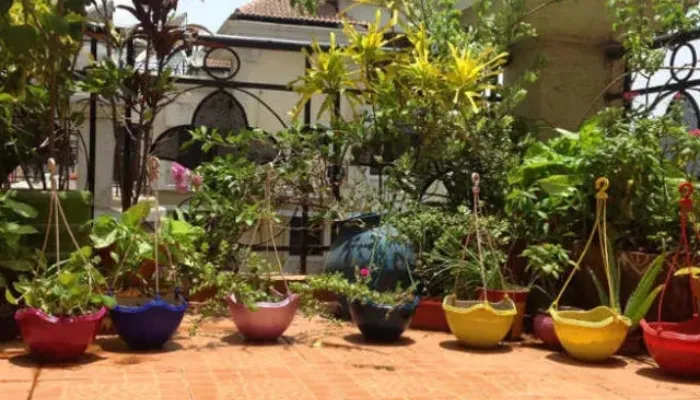 घर के आस-पास जरूर लगायें पेड़-पौधे, पर्यावरण के साथ शरीर भी होगा स्वस्थ