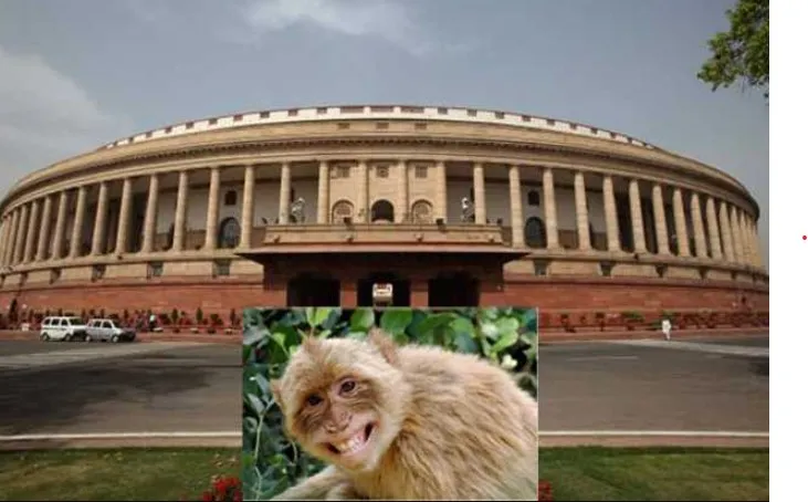 संसद परिसर : अब चार लोग लंगूर की आवाज निकालकर बंदरों से दिलाएंगे मुक्ति