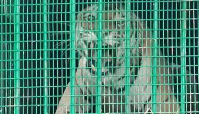 बहराइच: मुख्य वन संरक्षक और फील्ड डायरेक्टर की मौजूदगी में डॉक्टरों ने की बाघिन की स्वास्थ्य जांच