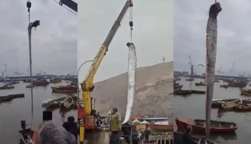 Video : मछुआरों के जाल में फंसी इतनी लंबी मछली, क्रेन के सहारे निकालनी पड़ी बाहर