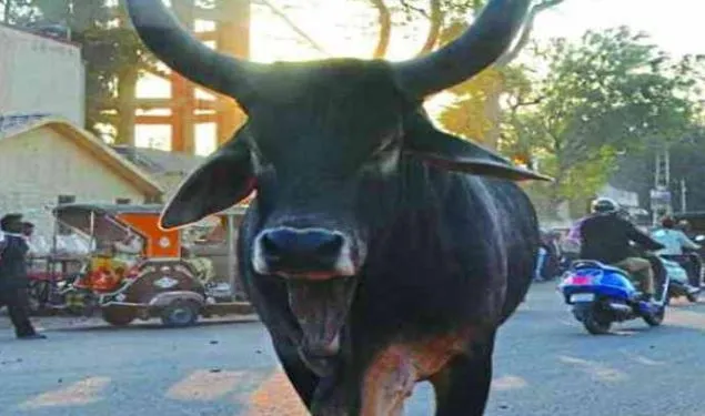 पीलीभीत: आवारा सांड ने बुजुर्ग को पटककर मार डाला, दूसरे मकान में जा रहे थे जानवरों को चारा डालने