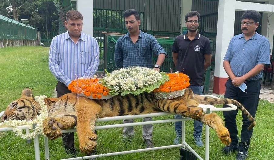 Video: अलविदा ‘राजा’ … कैद में रह रहे दुनिया के सबसे उम्रदराज बाघ की मौत