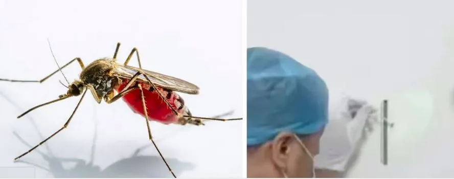 अजब-गजब : मरे हुए मच्छरों के खून के DNA से पकड़ा गया चोर