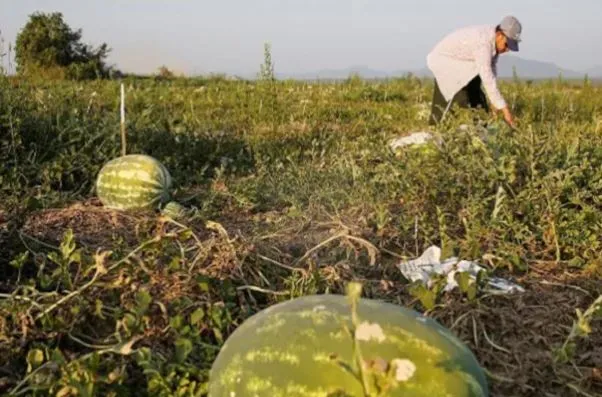 चीन में डाउन पेमेंट के तौर पर तरबूज और लहसुन ले रहीं रियल एस्टेट कंपनियां