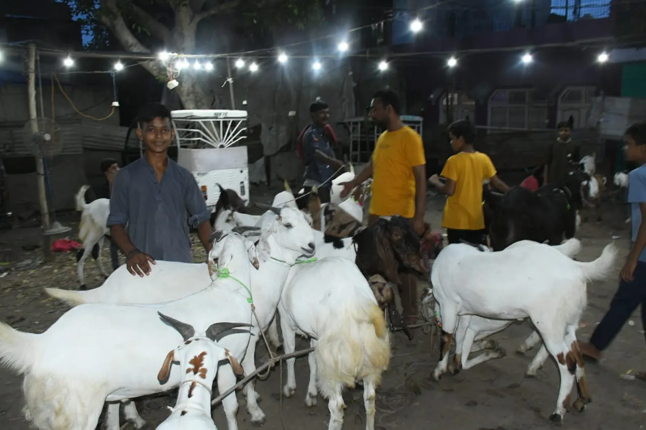  बरेली पुराना शहर क्षेत्र सैलानी में बकरीद से पहले सजा बकरों का बाजार. फोटो- (अरुण मौर्या, अमृत विचार)