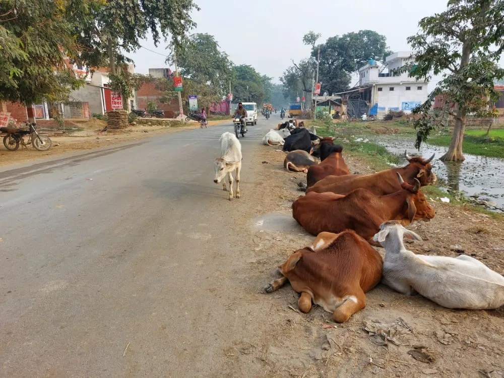 सड़कों पर इस तरह डेरा जमाए रहते हैं आवारा पशु