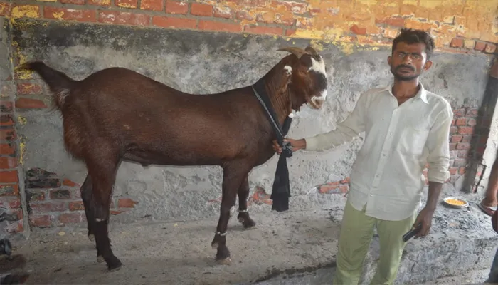 अयोध्या: बकरा मंडी की शान बना है शमशेर, कीमत 90 हजार रुपये