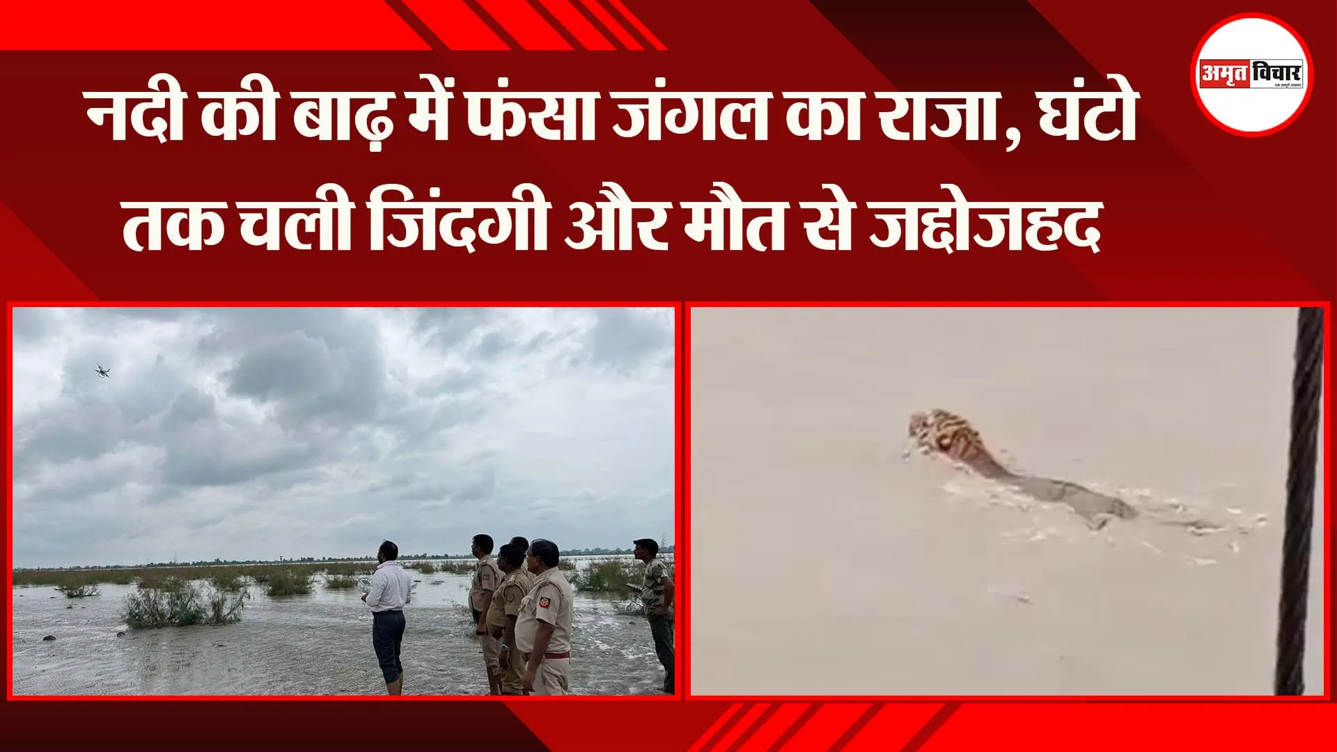 बहराइच: नदी की बाढ़ में फंसा जंगल का राजा, घंटो तक चली जिंदगी और मौत से जद्दोजहद