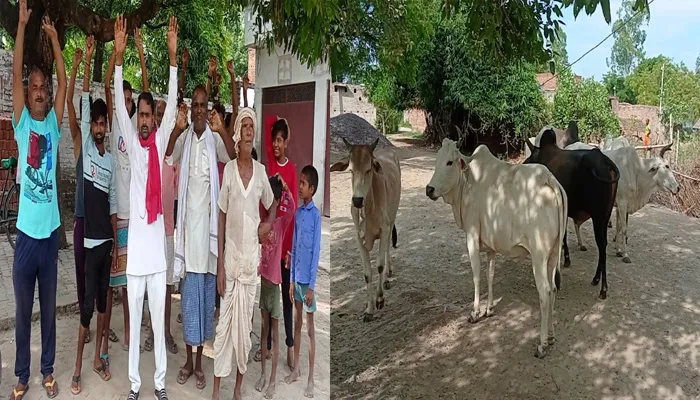 बहराइच: छुट्टा मवेशियों से निजात के लिए ग्रामीणों का प्रदर्शन, गलत रिपोर्ट लगाने का आरोप