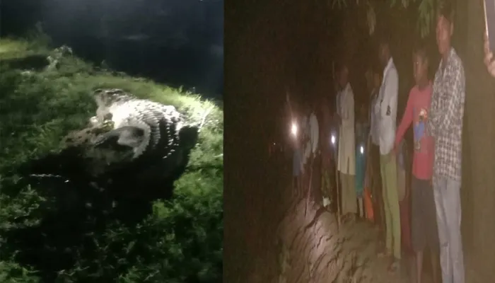 बहराइच: घर के पीछे पहुंचा विशालकाय मगरमच्छ, कड़ी मशक्कत करने के बाद पकड़ा गया