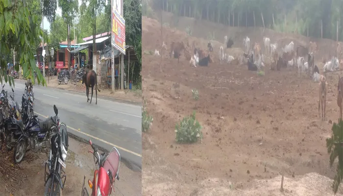 बाराबंकी: सड़क से लेकर खेत खलिहान तक आवारा पशुओं का आतंक, वाहन चालकों का छल्का दर्द