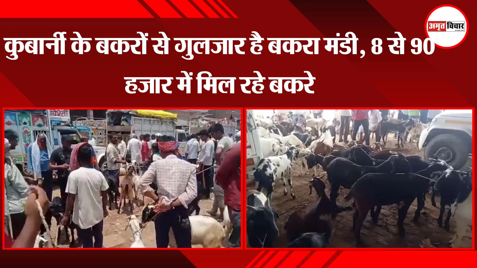 अयोध्या: कुर्बानी के बकरों से गुलजार है बकरा मंडी, 8 से 90 हजार में मिल रहे बकरे