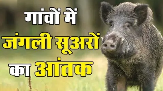 गरमपानी: किसानों की मेहनत को रौंद रहे जंगली सूअर