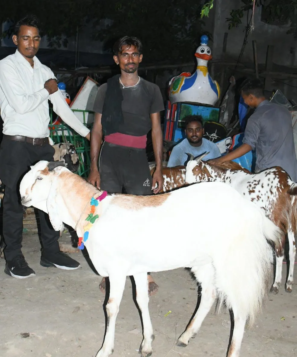  बरेली पुराना शहर क्षेत्र सैलानी में बकरीद से पहले सजा बकरों का बाजार. फोटो- (अरुण मौर्या, अमृत विचार)