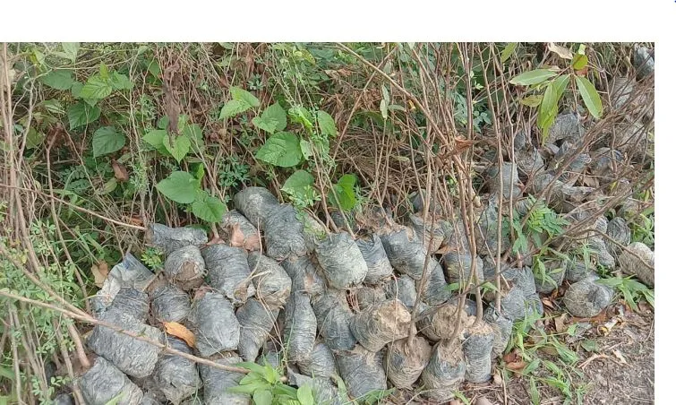  पीलीभीत: डीएम साहब! क्या इसी तरह पूरा हो गया 27 लाख पौधों का लक्ष्य