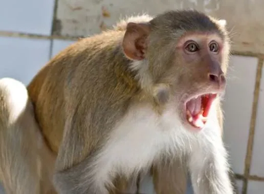 बरेली: शहर से लेकर गांव तक बंदरों का आतंक, खेत पर काम कर रहे किसान पर किया हमला, नाक, कान चबाया