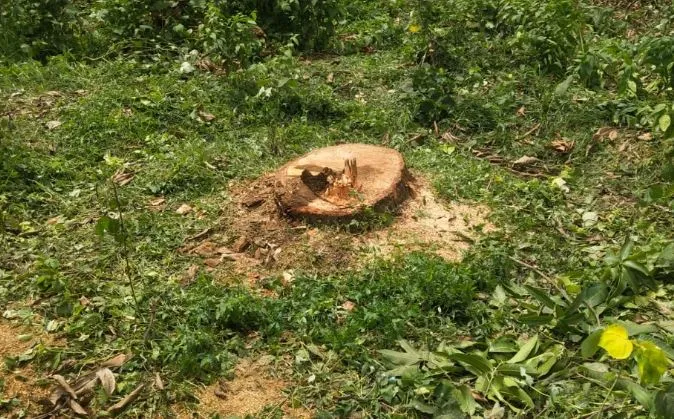 पीलीभीत: पेड़ काटने के मामले में बाग स्वामी और ठेकेदार के खिलाफ मुकदमा दर्ज