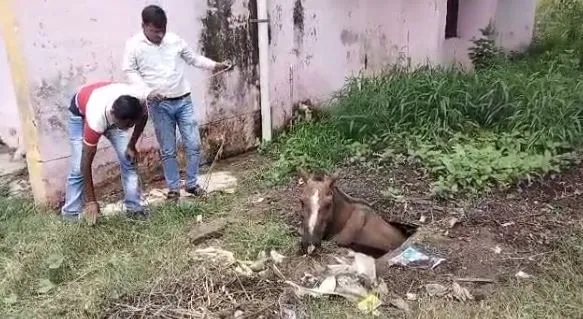 बरेली: सरकारी अस्पताल के खुले गटर में गिरा घोड़ा, रातभर फंसा रहा, प्रशासन की लापरवाही आई सामने, देखें video