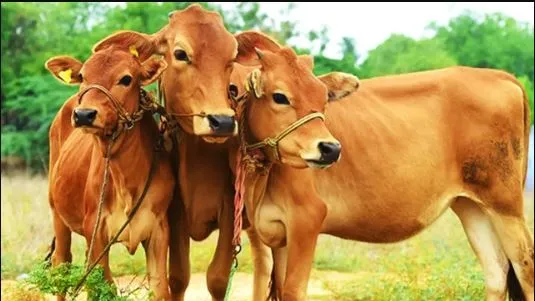 राजस्थान में ‘लंपी रोग’ से सैकड़ों गायों की मौत, राज्य सरकार ने उठाए ये कदम