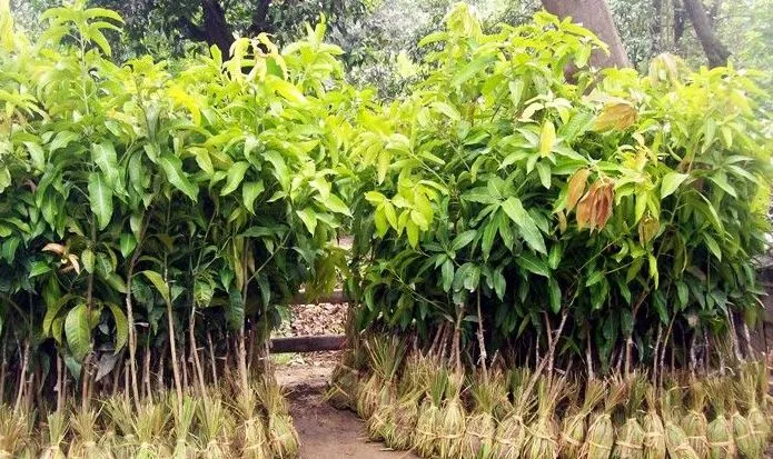 बरेली: मंडल में 12600 फलदार पौधे लगाकर बनाया जाएगा फूड फाॅरेस्ट