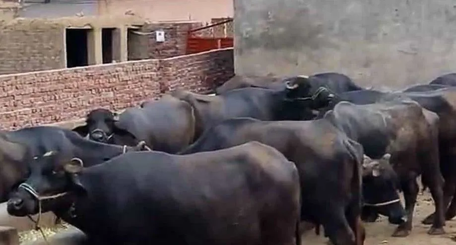 बरेली: कैंट क्षेत्र में डेयरी संचालक बने सिरदर्द