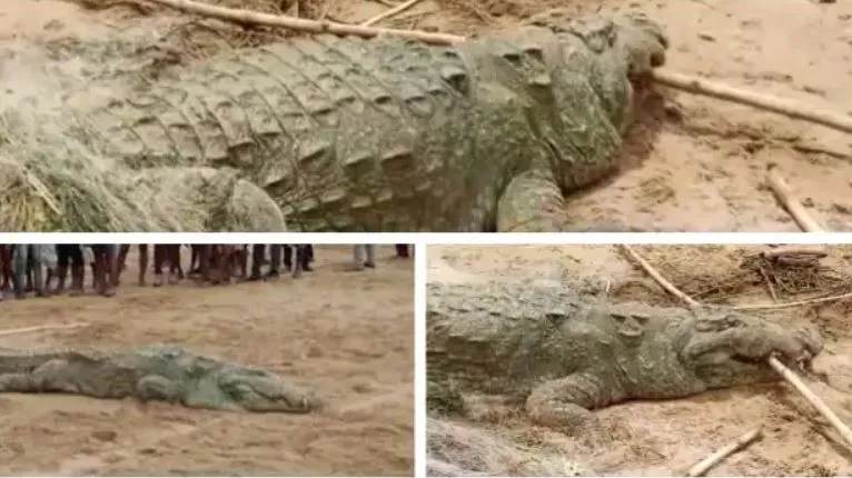 मगरमच्छ ने बालक को निगला तो ग्रामीणों ने बनाया बंधक, पेट से निकालने पर अड़े लोग
