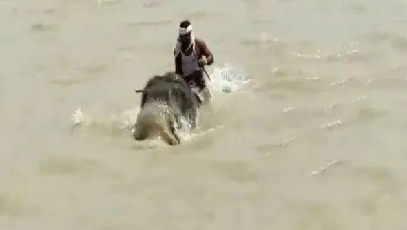 हाथी ने बचाई अपने साथी की जान, 3KM तैरकर महावत को बैठाकर नदी की पार, देखें वीडियो