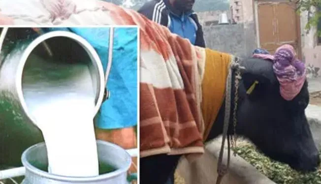 बरेली: सात डेयरी संचालकों पर होगी कार्रवाई, देना होगा जुर्माना
