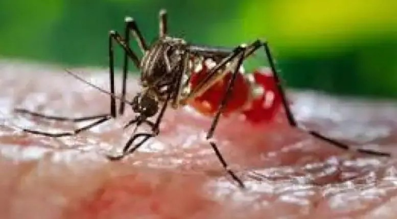 देश के कई हिस्सों में Dengue का कहर, छत्तीसगढ़ के जगदलपुर में मरीज 150 के पार