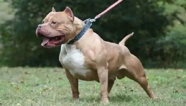 बरेली: शहर में कुत्तों को काबू करने को बनेगी गाइडलाइन, कराना होगा रजिस्ट्रेशन