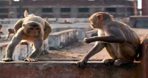 बरेली में बंदरों का आतंक, पिता के हाथ से चार महीने का बच्चा छीनकर छत से फेंका, मौत